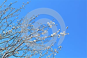 Sakura blooming on a blue background Spring, flowering and nature concept. Beautiful white apricot/cherry flowers photo