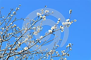 Sakura blooming on a blue background Spring, flowering and nature concept. Beautiful white apricot/cherry flowers photo