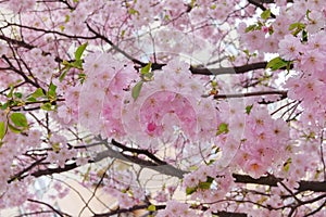 Sakura is blooming in park. Pink flowers is growing in Japan. Landscaping and decoration in spring season