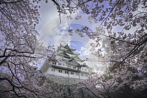 Sakura blooming in spring at Nagoya Castle.Nagoya Castle built in 1610