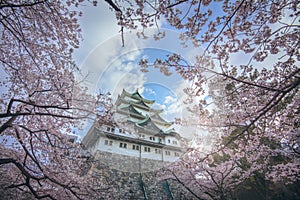 Sakura blooming in spring at Nagoya Castle.Nagoya Castle built on 1610 is a japanese castle located in Nagoya, central Japan