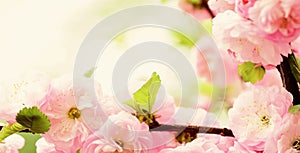 Sakura blooming tree., natural floral background. beautiful spring flowers. pink cherry tree flower. new life beginning