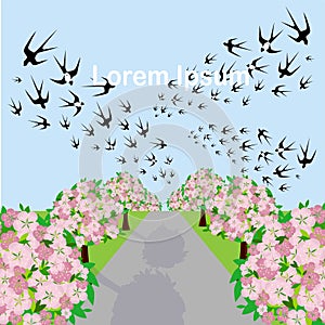 Sakura blooming tree near road landscape blue sky swallow Lorem Ipsum flat design art design stock vector illustration