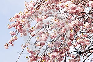 Sakura blooms photo