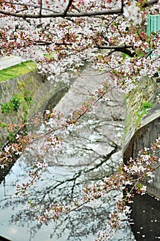 Sakura blossom