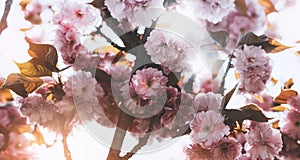 Sakura blossom on background sun flare, macro pink cherry tree in spring garden, beautiful romantic flowers for card clean space