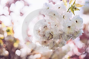 Sakura blossom on background sun flare, macro white cherry tree in spring garden, beautiful romantic flowers for card clean space