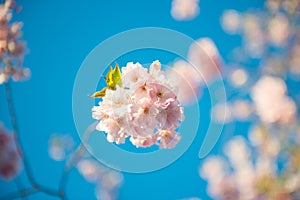 Sakura blossom and blue color of sky