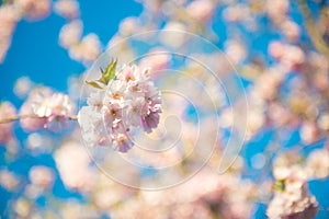 Sakura blossom and blue color of sky