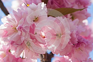 Sakura blossom on blue sky background. Tender pink sakura flowers. Romantic greeting card. Nature in Japan. Blooming cherry tree.