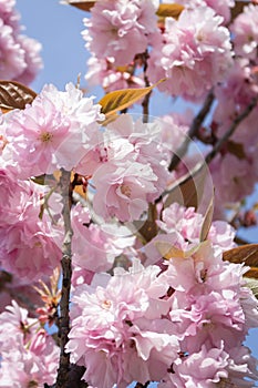 Sakura blossom on blue sky background. Tender pink sakura flowers. Romantic greeting card. Nature in Japan. Blooming cherry tree.