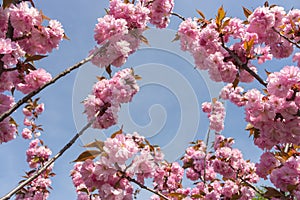 Sakura blossom on blue sky background. Tender pink sakura flowers. Romantic greeting card. Nature in Japan. Blooming cherry tree.