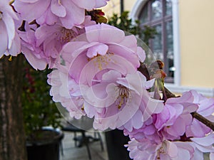 Sakura blossom branch. Pink flowers.