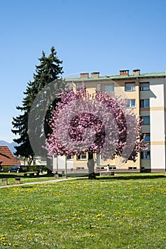 Sakura blossom in courtyard park. Cherry tree and blue sky behind. Springtime in Slovenia