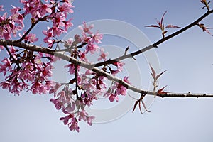 Sakura blossom in dalat vietnam