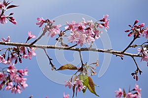 Sakura blossom in dalat vietnam