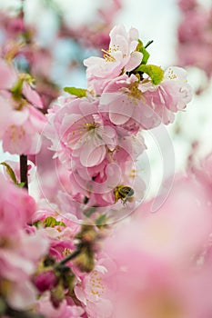 Sakura blossom and flying bee pollinating flowers