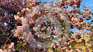 Sakura blossom fullbloom in spring season on nature background close-up
