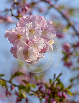 Sakura blossom in the Garden of Friendship`