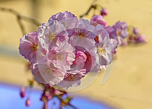 Sakura blossom in the Garden of Friendship`