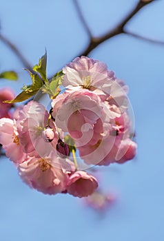 Sakura blossom in the Garden of Friendship`