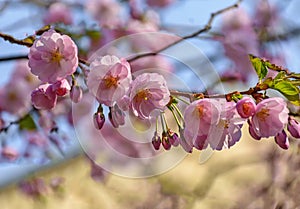 Sakura blossom in the Garden of Friendship`