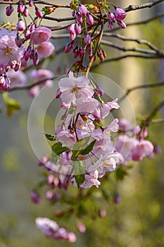 Sakura blossom in the Garden of Friendship`