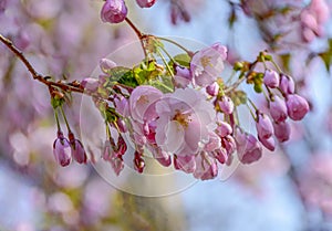 Sakura blossom in the Garden of Friendship`