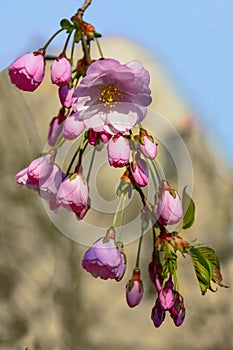Sakura blossom in the Garden of Friendship`