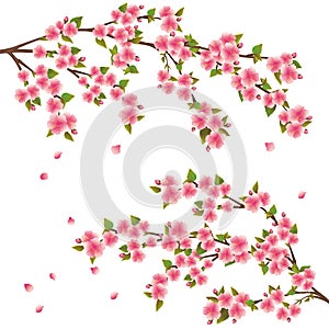 Sakura blossom - Japanese cherry tree