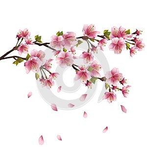 Sakura blossom - Japanese cherry tree