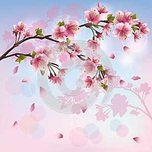 Sakura blossom - Japanese cherry tree background