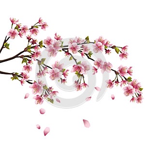 Sakura blossom - Japanese cherry tree isolated photo