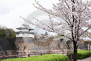 Sakura blossom with Osaka castle fortress in background