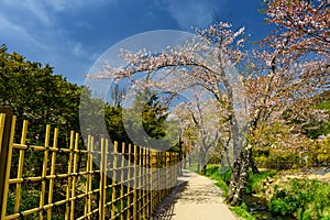 sakura blossom at Oshino Hakkai village