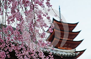 Sakura blossom with pagoda in background