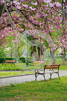 sakura blossom in the park