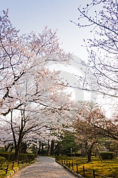 Sakura blossom in the park at Kanazawa, Japan