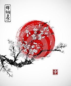 Sakura in blossom and red sun, symbol of Japan on white background. Contains hieroglyphs - zen, freedom, nature photo