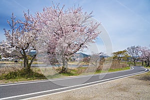 Sakura Blossom Road in Arashiyama, Kyoto, Japan