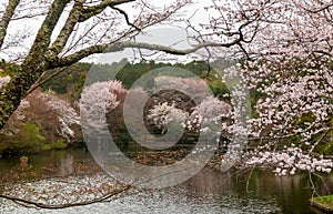 Sakura blossom on the shore of a tiny pond near the Ryoanji Temple in Kyoto