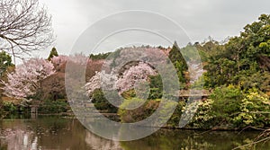 Sakura blossom on the shore of a tiny pond near the Ryoanji Temple in Kyoto