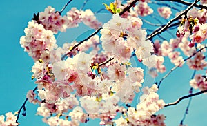 Sakura blossom in sunny day