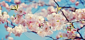 Sakura blossom in sunny day