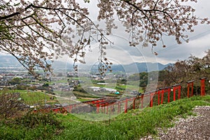 Sakura blossom with torii gates from hill at Ukiha Inari Shrine