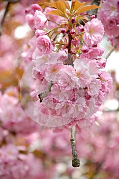 Sakura Blossom, Uzhgorod, UA