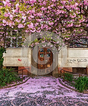 Sakura blossom in Uzhhorod, Ukraine