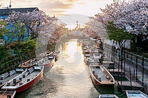 Sakura blossom and wooden boats at sunset, Yanagawa river,Fukuoka