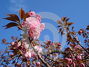 Sakura blossoming twigs
