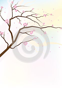 Sakura blossoms